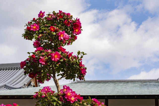 解体工事のお祓いは必要？静岡で安心して進めるための基礎知識